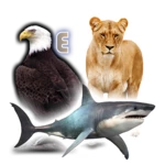 Logo of Animals Birds Fishes android Application 